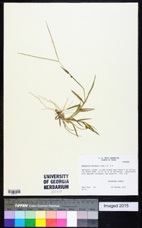 Digitaria bicornis image