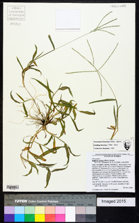 Digitaria ciliaris image