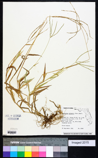 Digitaria ciliaris image