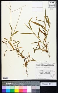 Digitaria ciliaris image