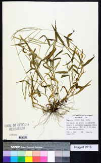 Digitaria ciliaris image