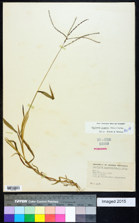 Digitaria ciliaris image