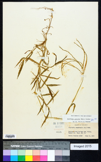 Digitaria ciliaris image