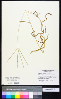 Digitaria ciliaris image