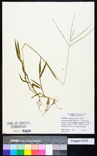 Digitaria ciliaris image