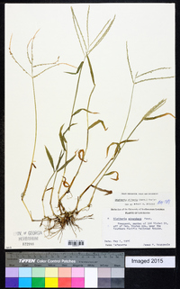 Digitaria ciliaris image