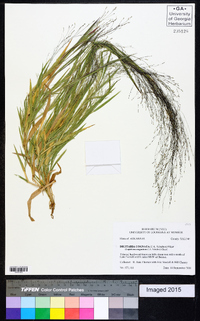 Digitaria cognata image