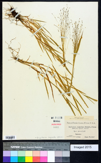 Digitaria cognata image