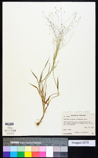 Digitaria cognata image