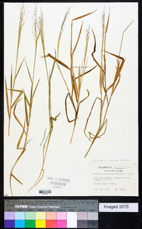 Digitaria cognata image