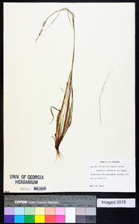 Digitaria filiformis image