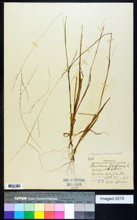 Digitaria filiformis image