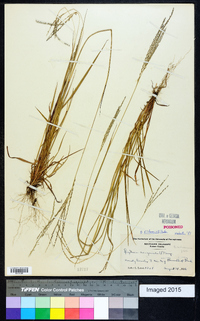 Digitaria filiformis image