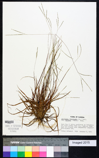 Digitaria filiformis var. villosa image