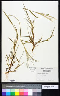 Digitaria floridana image