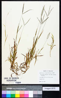 Digitaria ischaemum image