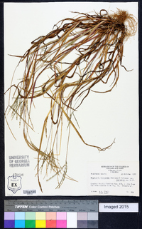 Digitaria ischaemum var. ischaemum image