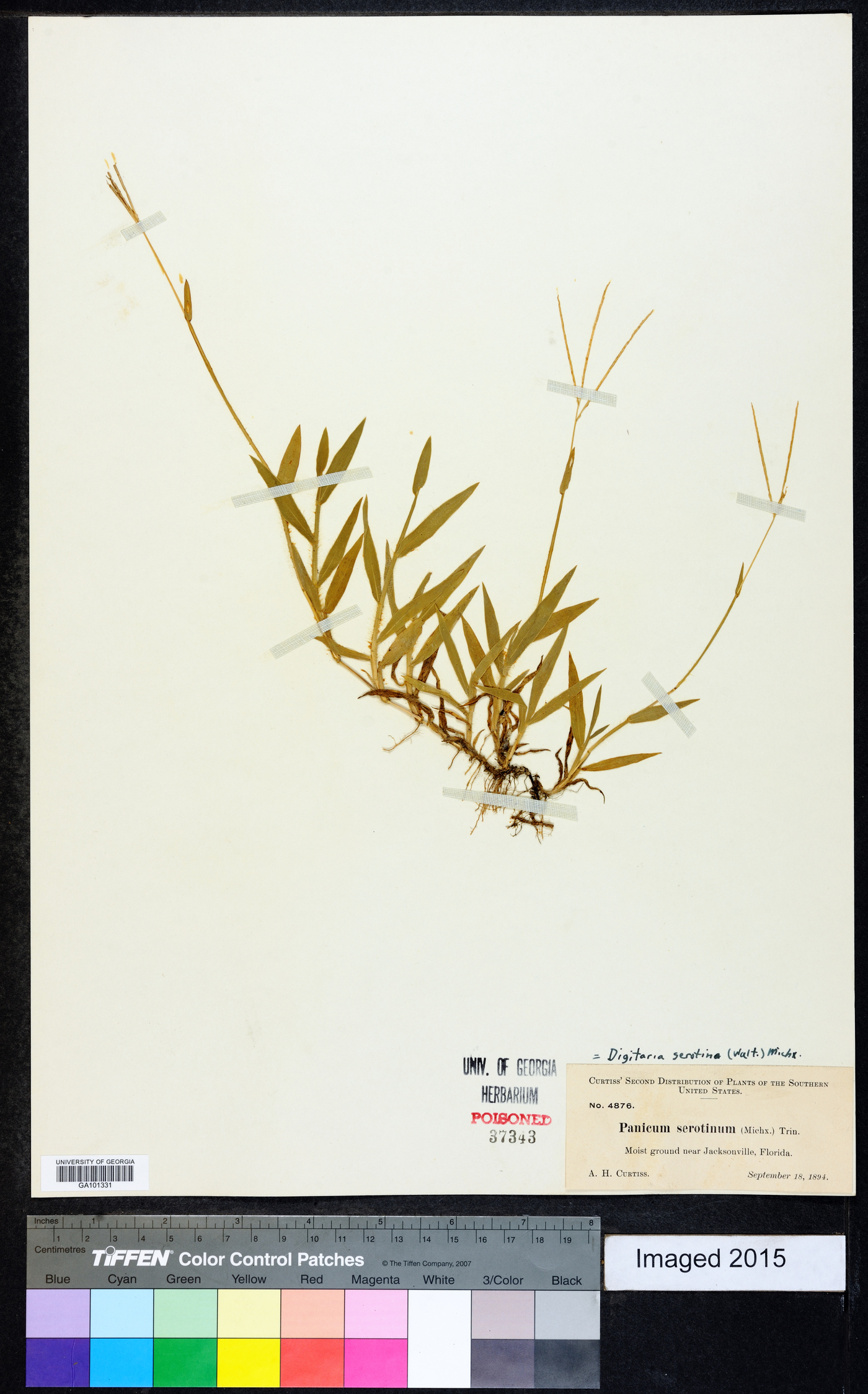 Digitaria serotina image