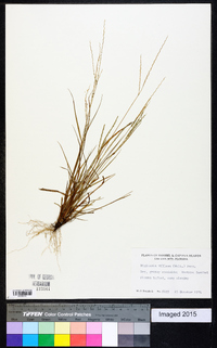 Digitaria villosa image