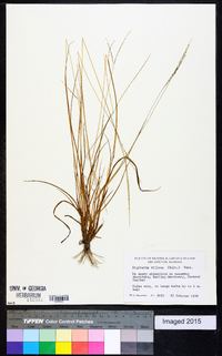 Digitaria villosa image