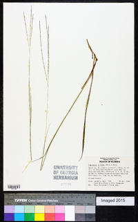 Digitaria villosa image