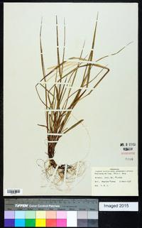 Digitaria villosa image