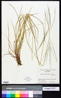 Digitaria villosa image