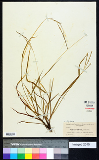 Digitaria villosa image