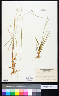 Digitaria villosa image