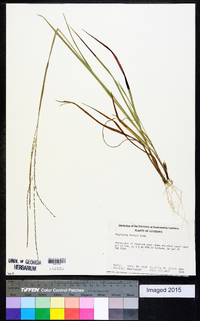 Digitaria villosa image