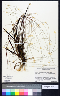 Digitaria villosa image