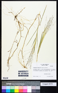 Digitaria arenicola image