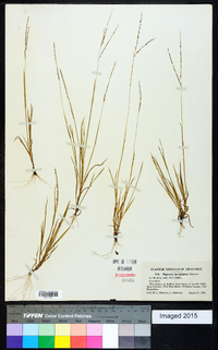 Digitaria filiformis image