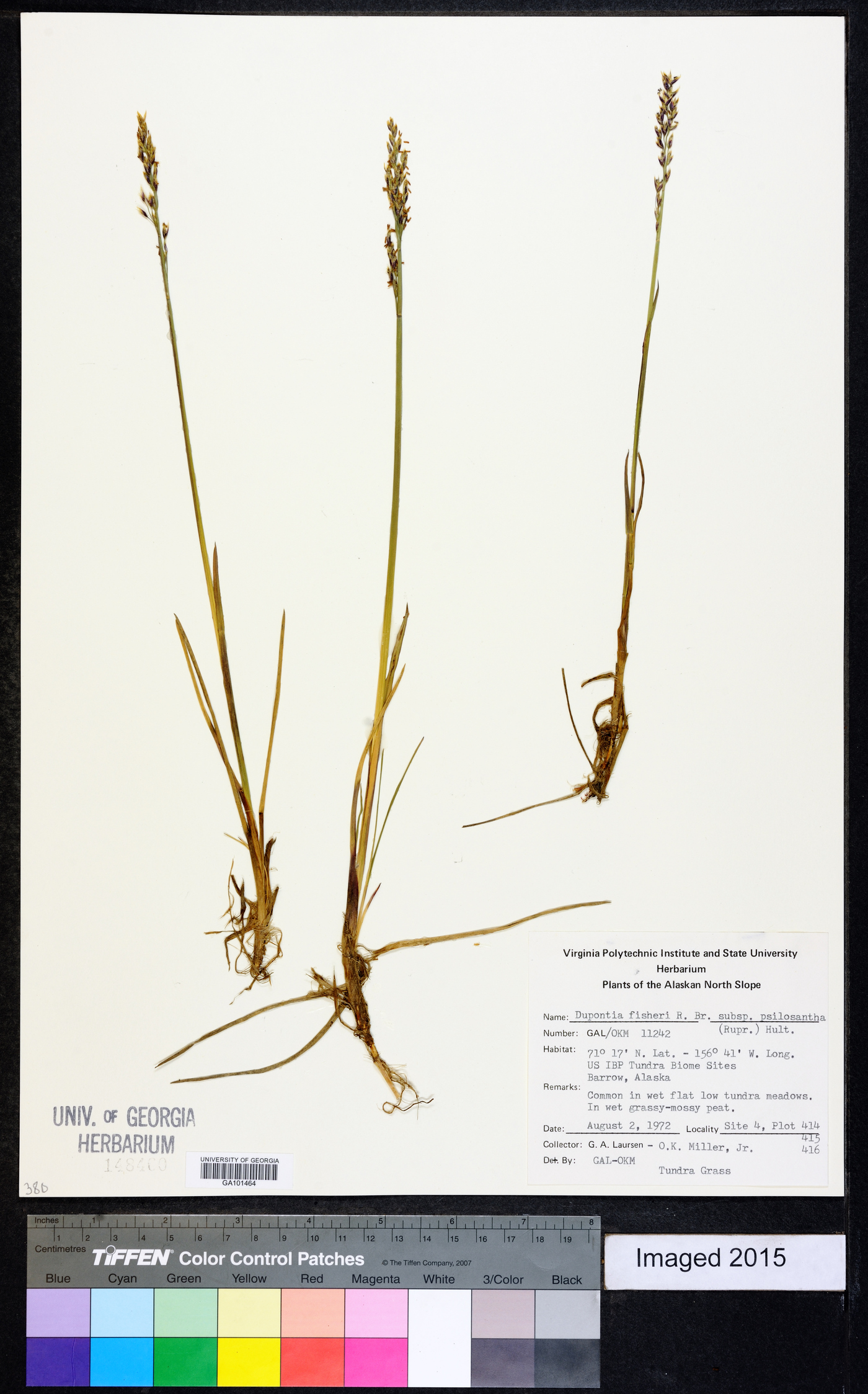 Dupontia fisheri subsp. psilosantha image