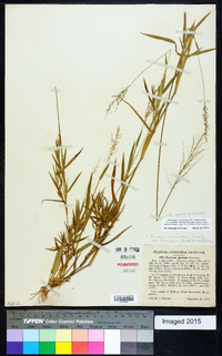 Dichanthelium acuminatum subsp. spretum image