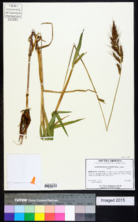 Echinochloa colona image