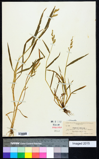 Echinochloa colona image