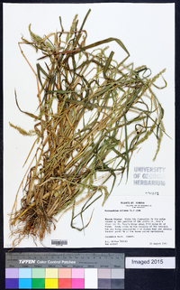 Echinochloa colona image