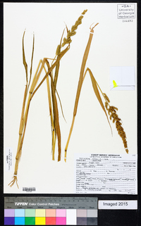 Echinochloa colona image