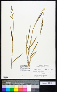 Echinochloa colona image