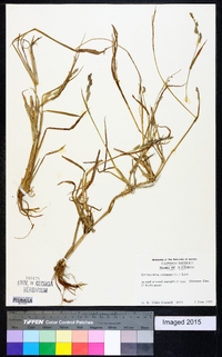 Echinochloa colona image