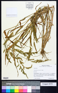 Echinochloa colona image