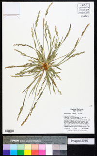 Echinochloa colona image