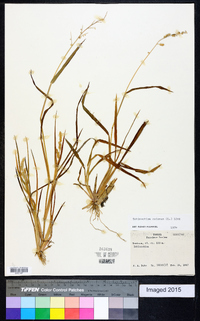 Echinochloa colona image