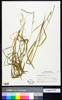 Echinochloa colona image