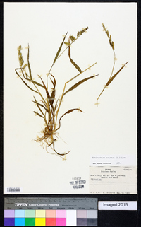 Echinochloa colona image