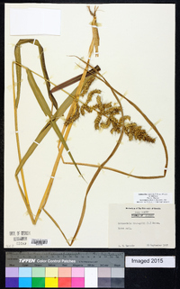 Echinochloa muricata var. muricata image