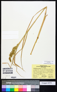 Echinochloa muricata var. muricata image