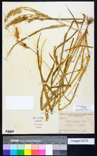 Echinochloa muricata var. muricata image