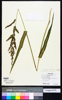 Echinochloa muricata var. microstachya image